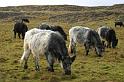 Blue-grey cattle grazing in Ingleborough